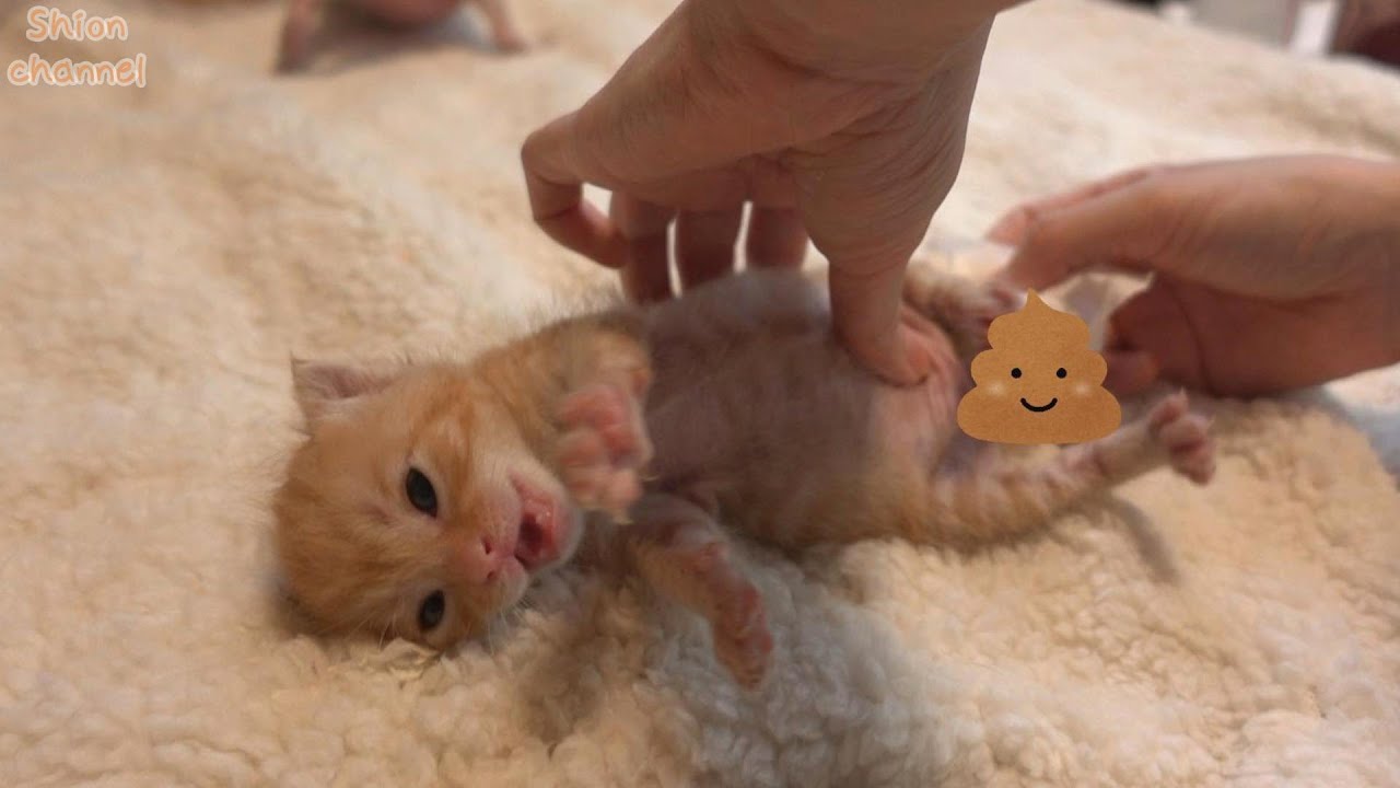 【生後17日】久々のウン〇で大騒ぎする子猫