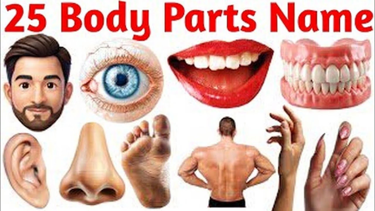 25 Human body parts name' Hindi and English mean | हिंदी 