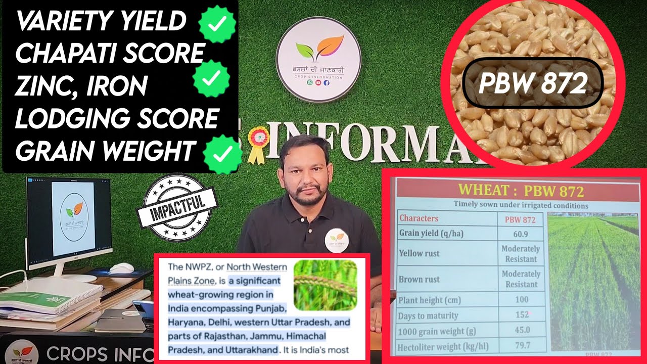 Pbw 872 new wheat variety  by PAU ਕਣਕ ਦੀ ਨਵੀਂ ਕਿਸਮ ਬਾਰੇ ਜਾਣਕਾਰੀ 