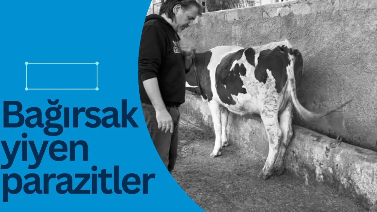 İneklerin en bulaşıcı bağırsak  hastalığı #tarım #hayvancılık