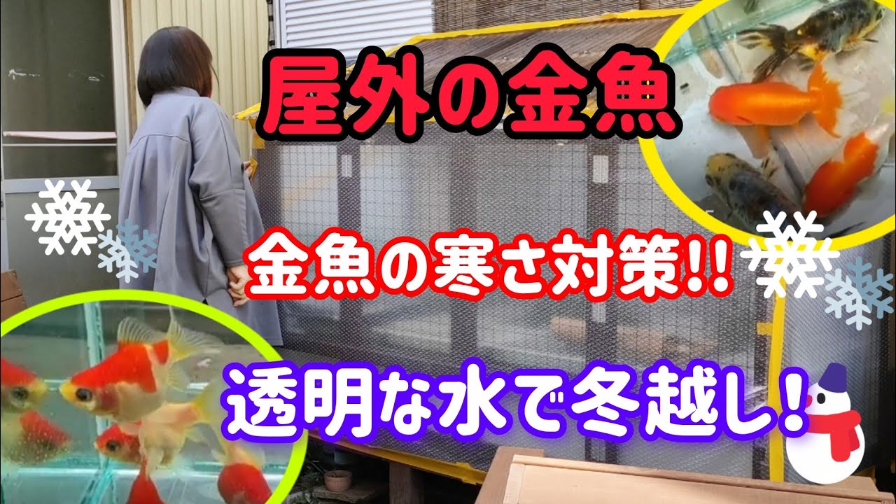 [金魚]　屋外の金魚　冬支度　冬越しできない子が出ました!!　防寒対策の様子…　メダカの冬越し…