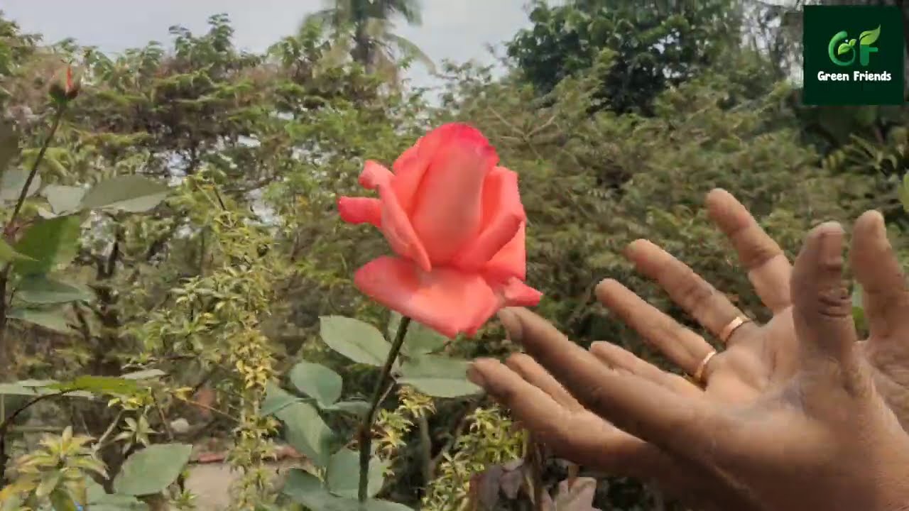 টবের মাটিতে সেরা গোলাপ, সম্পূর্ণ পরিচর্যা, সারা বছরের যত্ন,/Rose plant care/ Garden overview/G F/