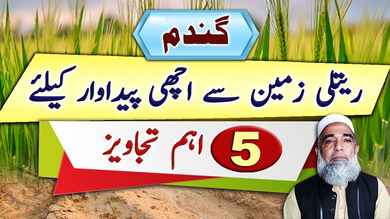 How to achieve Better Wheat Production in Sandy Soils || Crop Reformer