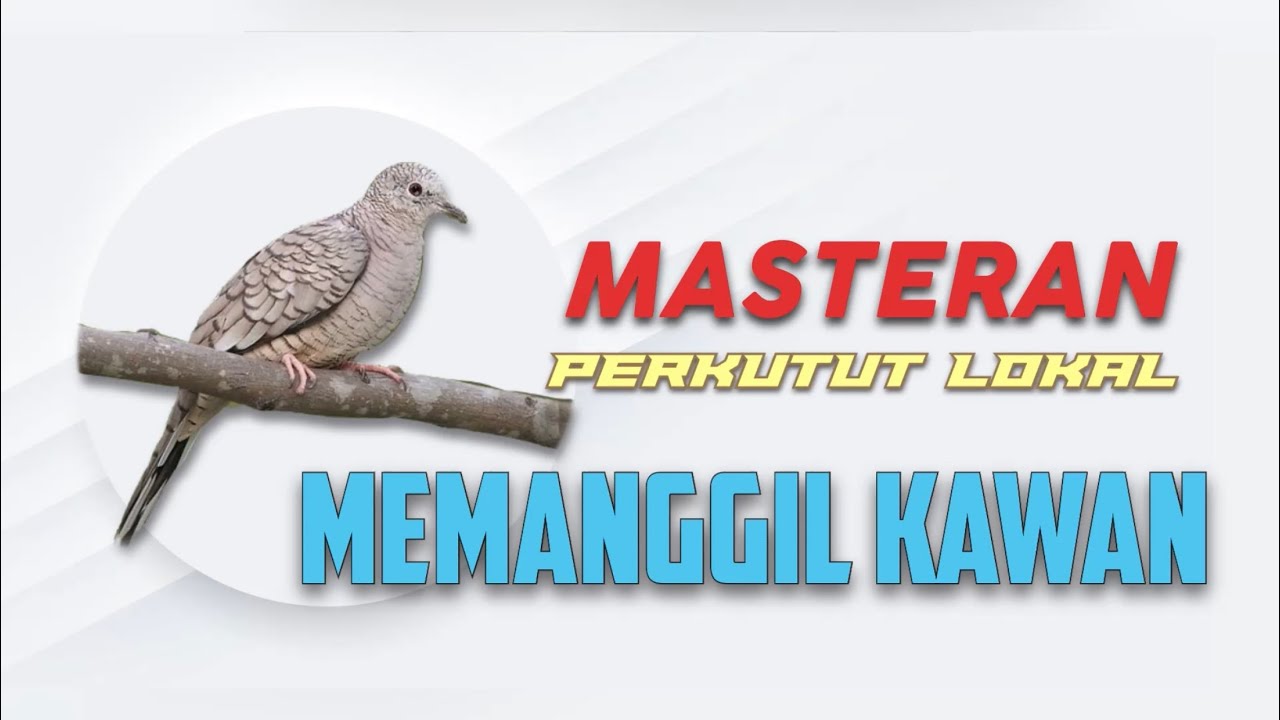 Panggilan Kawan Perkutut jantan Di Siang Hari