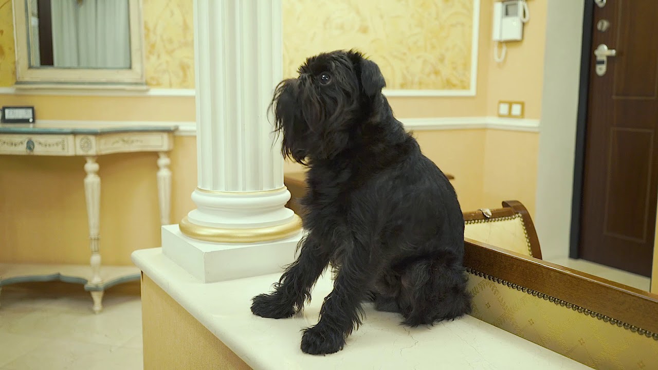 Бельгийский (брюссельский) гриффон, идеальная собака для дома. Гарри Шторм Видео 5 из 6