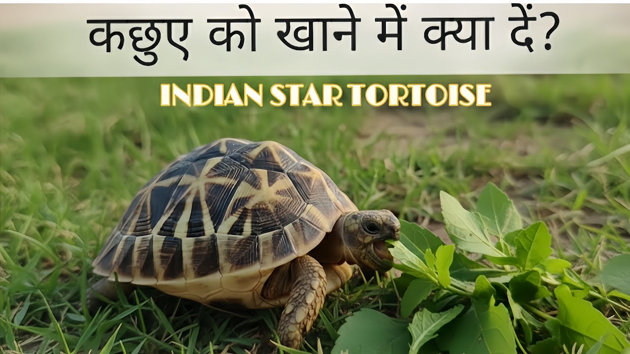 कछुआ क्या खता है? kachhua kya khata hai Indian star tortoise Diet Detailed food list. 🐢😱📈📈🚀
