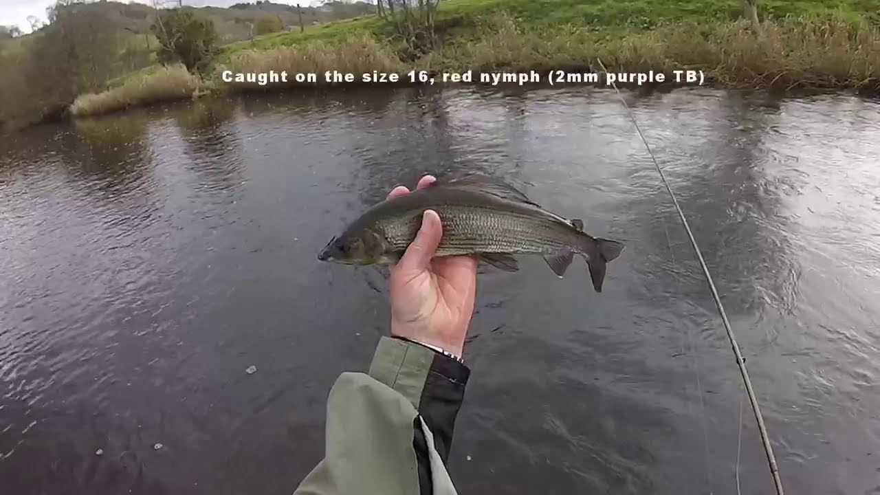 Grayling fishing at Llandderfel on the Welsh Dee
