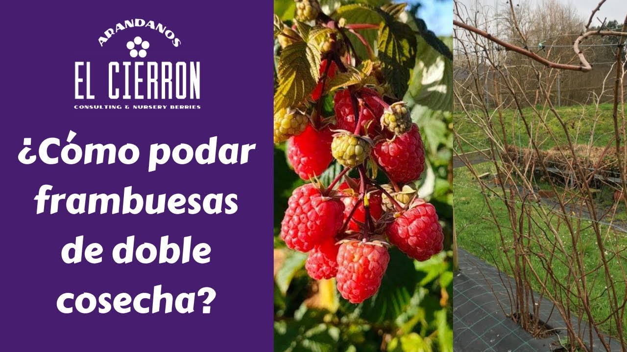 ¿Cómo podar frambuesas doble cosecha o remontantes? (Frambuesa Primocane)