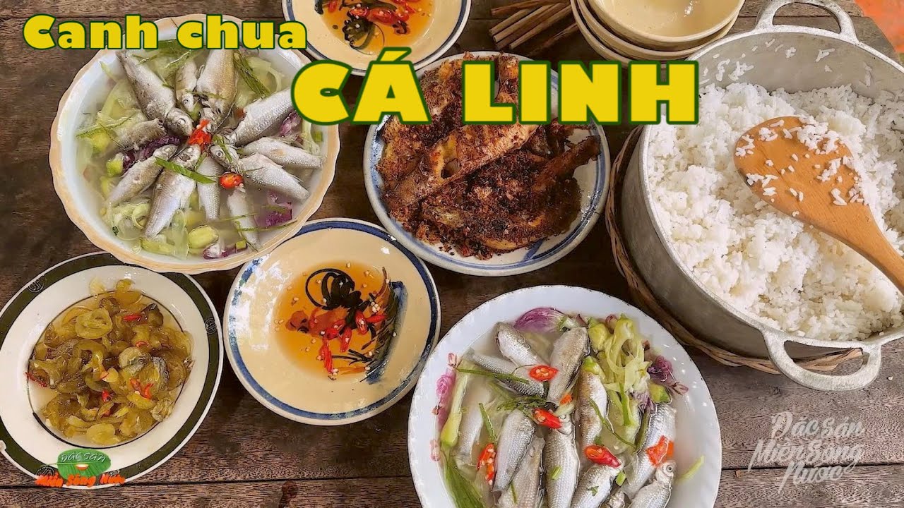 Tháng bảy nước nhảy khỏi bờ, CON CÁ LINH BÉO đợi chờ món ngon| Đặc sản miền sông nước
