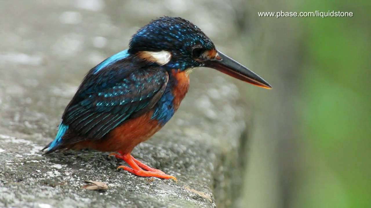 Indigo-banded Kingfisher