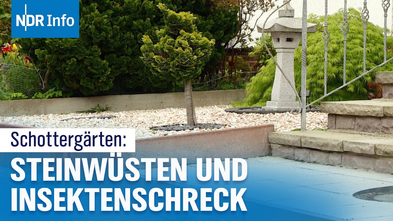 Steinwüsten statt Grün! Das Dilemma der Schottergärten in Schleswig-Holstein | NDR Info