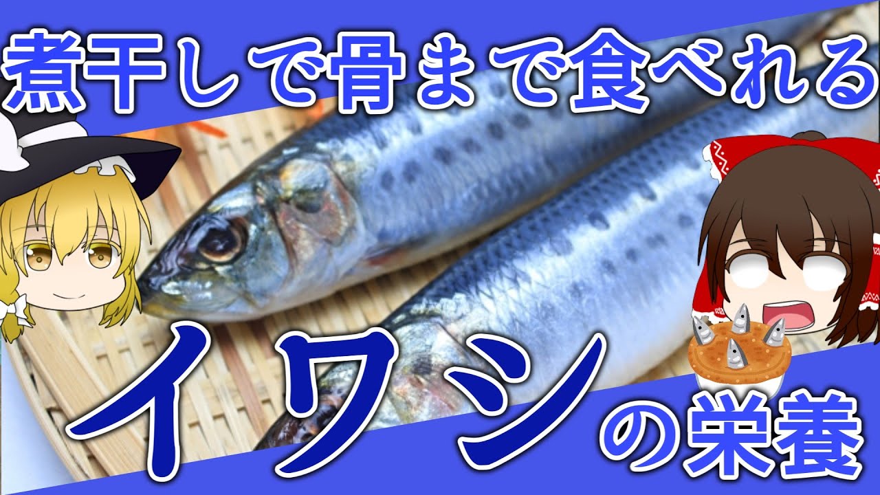 【ゆっくり解説】イワシの栄養について解説します。