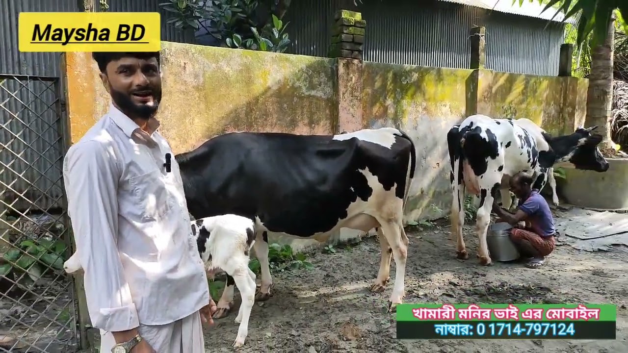 মনির ভাই এর খামার চমৎকার কিছু দুধের গাভী বিক্রি হবে দাম সহ বিস্তারিত জানতে দেখুন