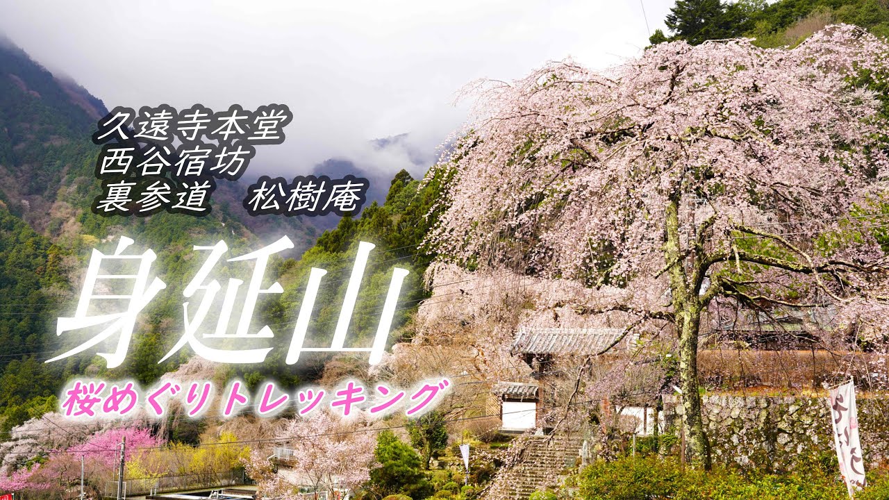 【登山】身延山しだれ桜2025🌸 桜の絶景 宿坊めぐり＆プチトレッキング🌸今年も優雅に咲きました2025.3.30