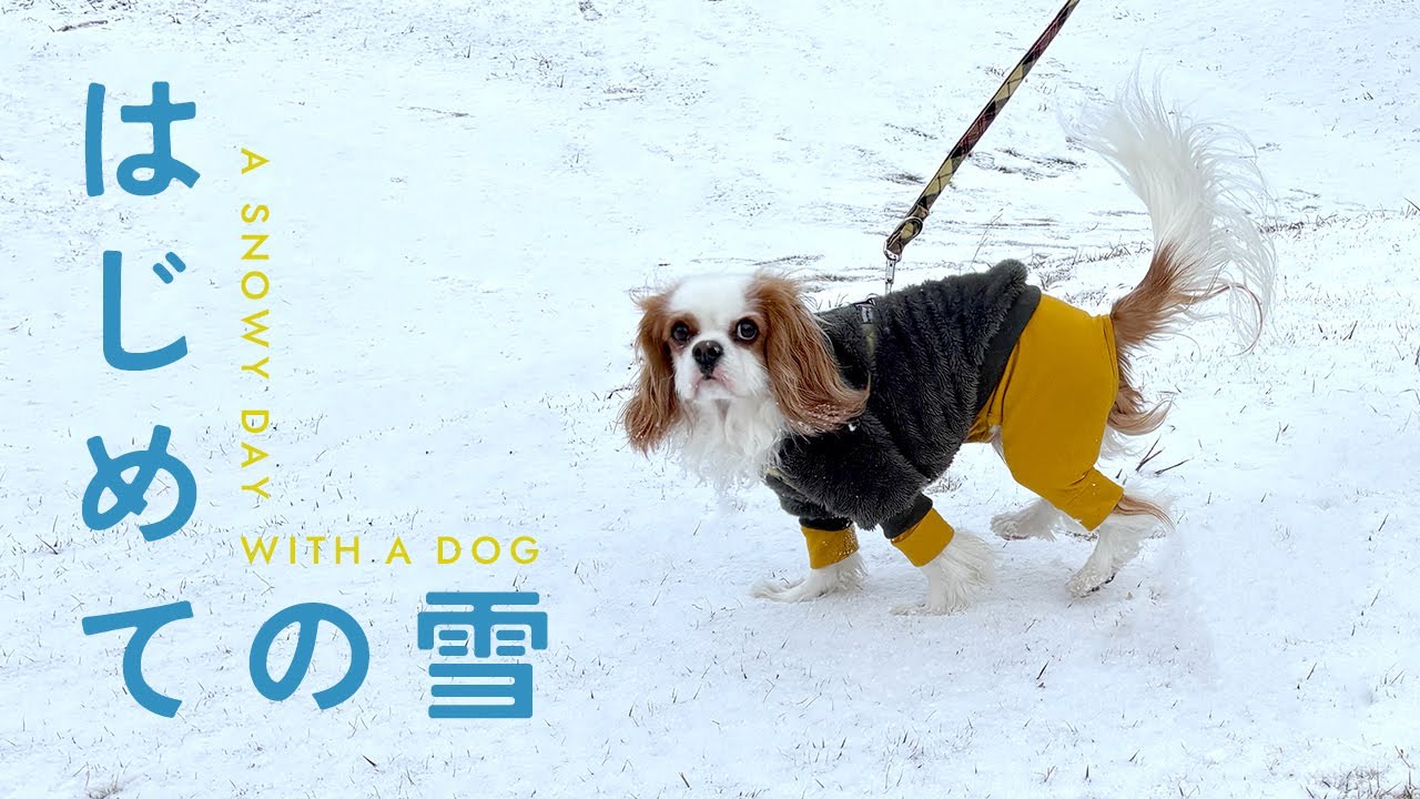 【雪の日Vlog】犬と楽しむ雪の一日