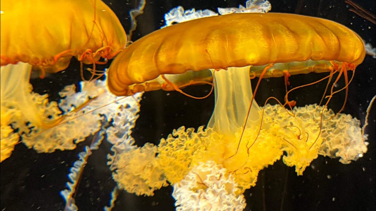 A day in 🇸🇬 Oceanarium 