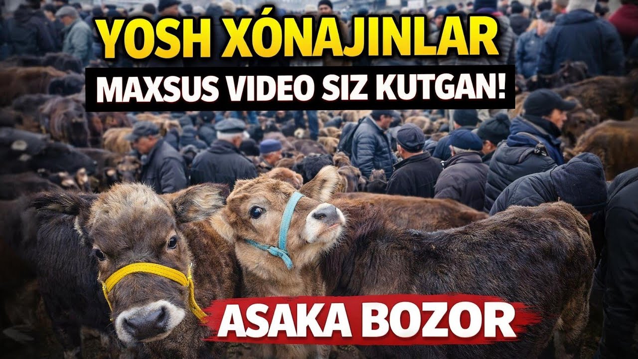 YOSH XÓNAJINLAR BOQMALAR NARXLAR 🔥🤩SIZ KUTGAN VIDEO KÓNGLI BÓSHLAR KÓRMASIN😱 февраля 2026 г.