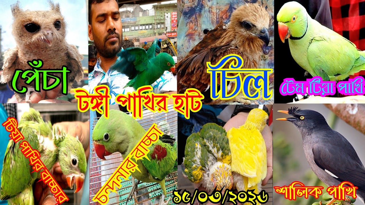দেশি পাখিতে জমজমাট টঙ্গী পাখির হাট || Tongi pakhir hat || Ghazipur tongi pakhir hatparrot 2026