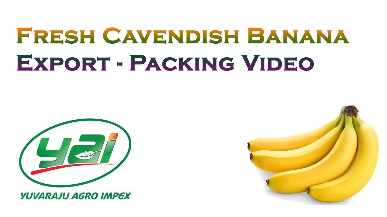 Fresh Cavendish Banana Export - Packing Video | Yuvaraju Agro Impex