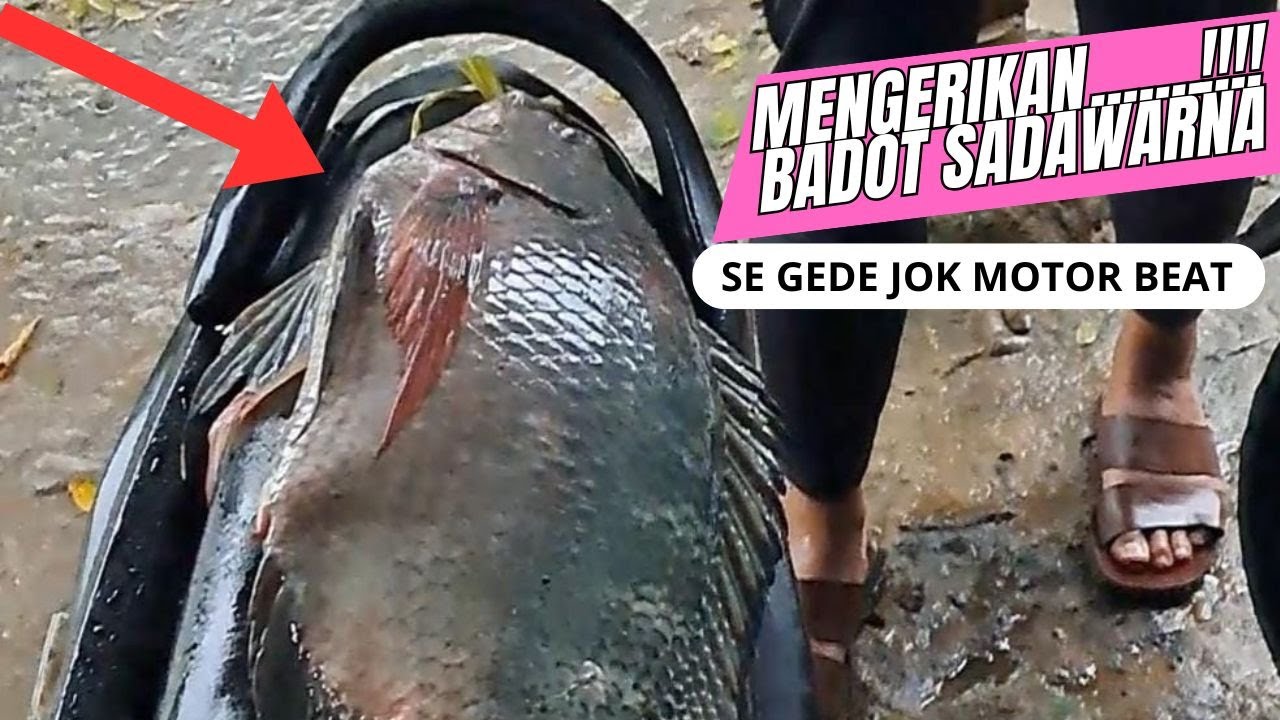 BARU KALI INI DAPET IKAN SEGEDE JOK MOTOR BEAT || MANCING SADAWARNA TERBARU