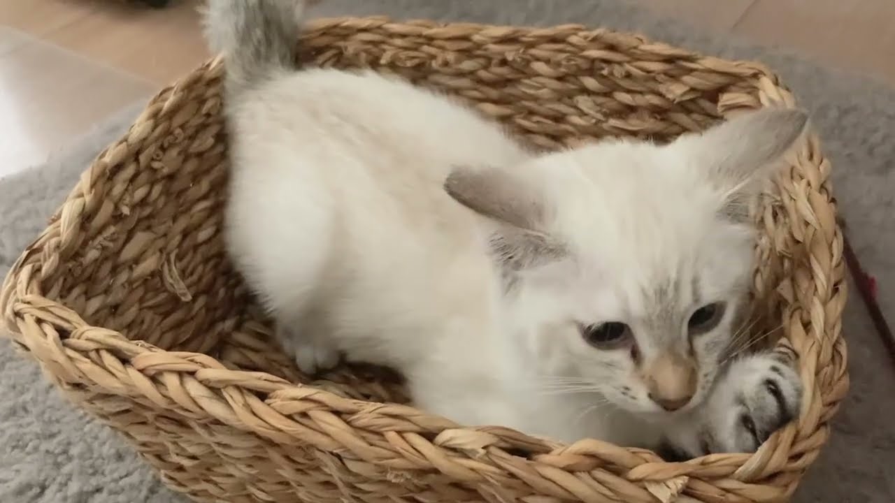 保護した子猫の隔離期間🐾