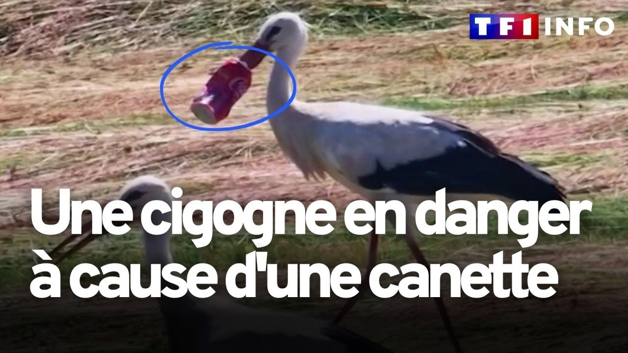 Le bec prisonnier d'une canette de Coca, cette cigogne devient un symbole