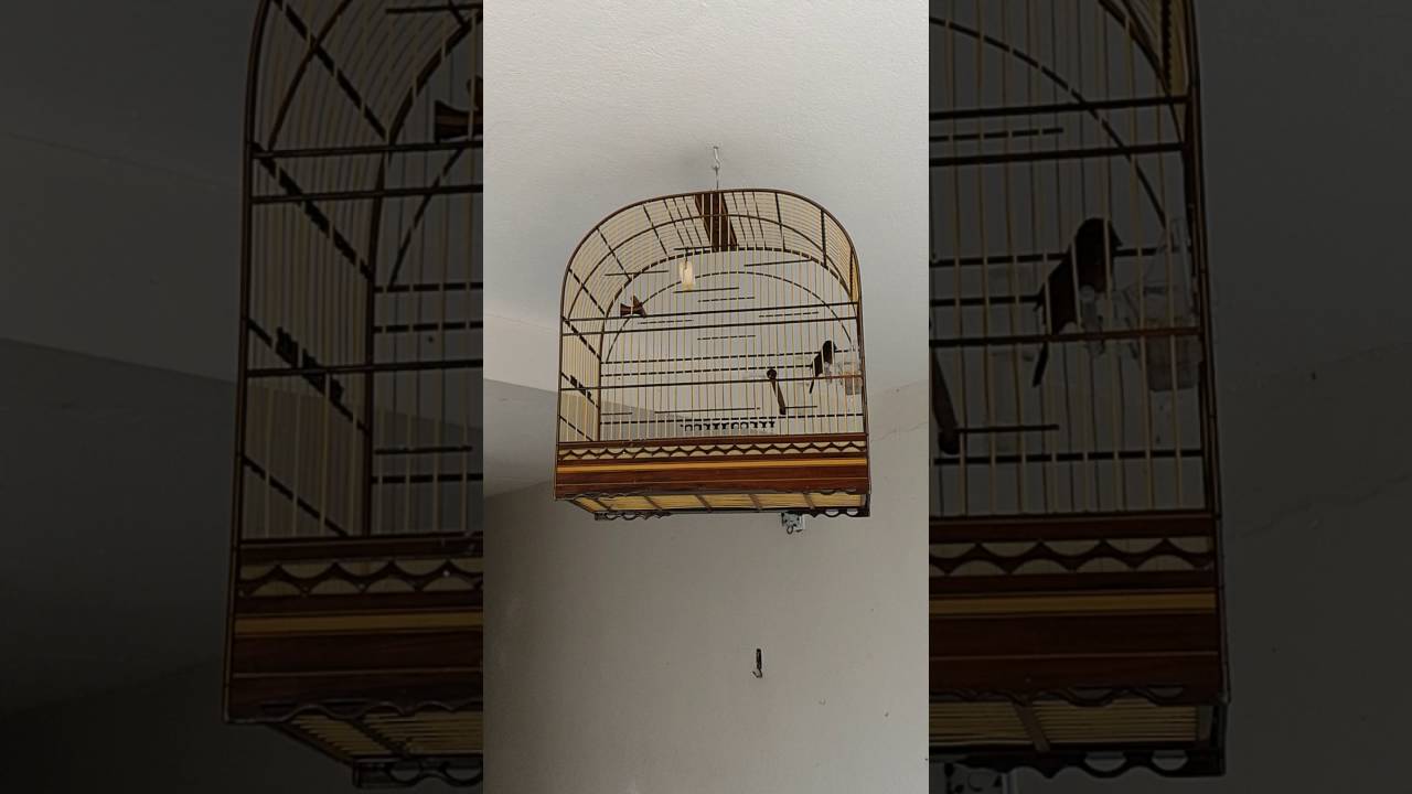 Curi&oacute; Pardo viu teu teu, 7 meses, Criador - Erivaldo Guarda, em Santo Antonio de Jesus - BA
