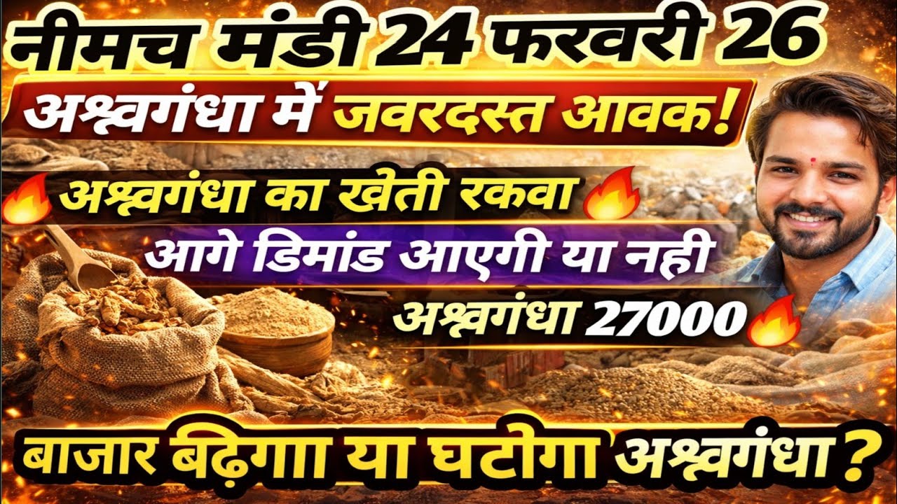 नीमच मंडी भाव। आज का नयी असगंध जड़ का भाव। Ashwagandha ka bhav neemuch mandi asgandh bhav today 