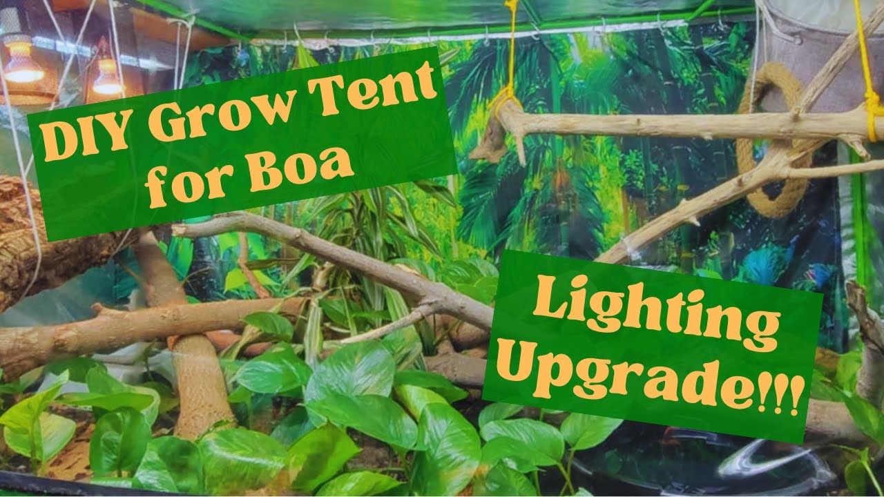 DIY Grow Tent for Boa LIGHTING UPGRADE and Update!