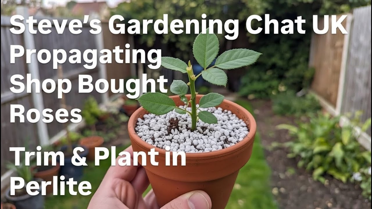 Propagating Shop-Bought Roses in Perlite | Gardening Chat UK