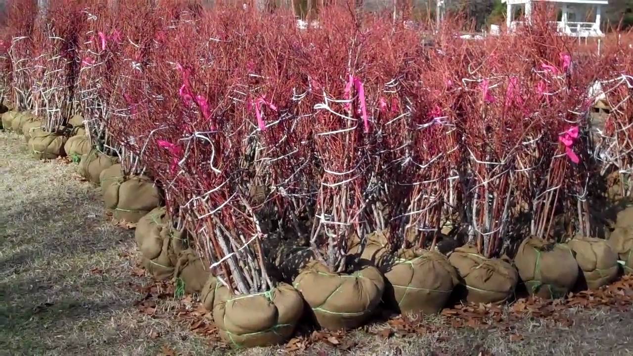 Mature Blueberry Bushes - DiMeo Farm & Blueberry Bushes Nursery