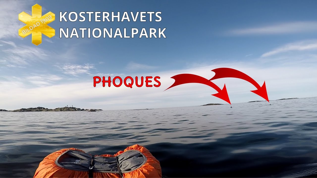 JE PAGAIE AVEC DES PHOQUES EN PACKRAFT (et j'ai eu peur)