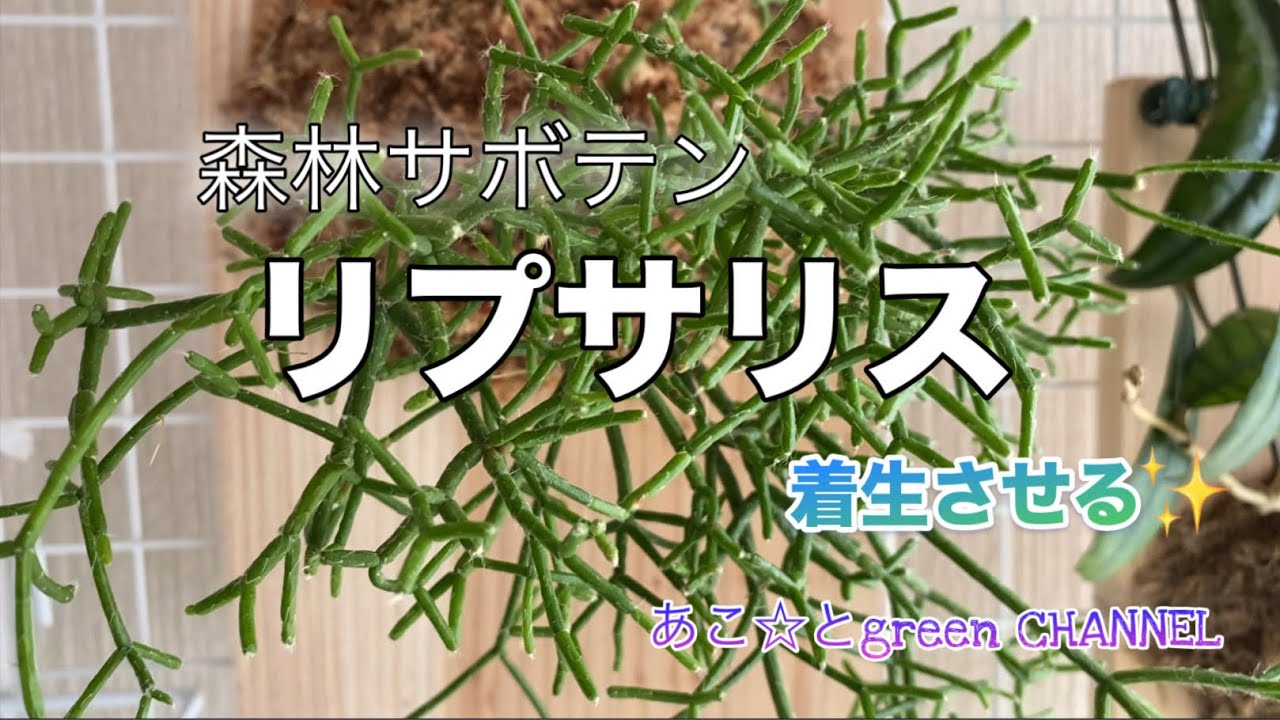 モリモリで長く垂れ下がる姿が見たい✨リプサリスの着生にチャレンジ❤️ #観葉植物　