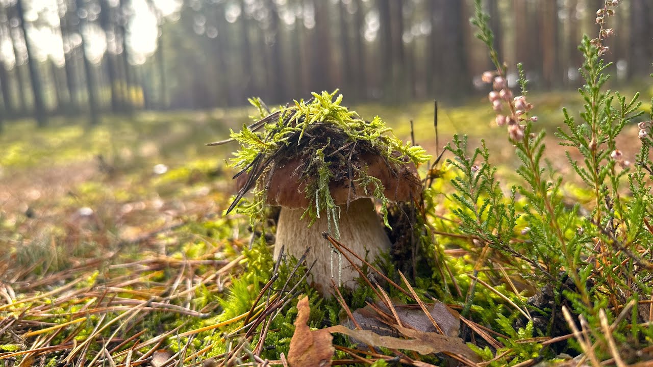 BOROWIKI JAK MARZENIE WYSKAKUJĄ DLA NAS Z MCHU PUSZCZY SŁUPSKIEJ