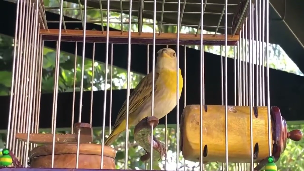 Canario de terra 