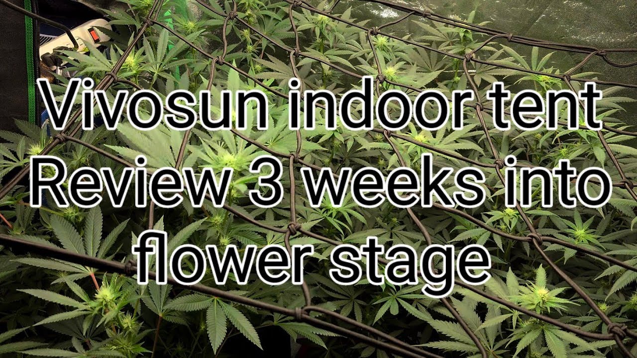 Vivosun 4 x 4 indoor tent Review Week 3 Flower Stage, with Vivosun VS4000 LED. 4K HD