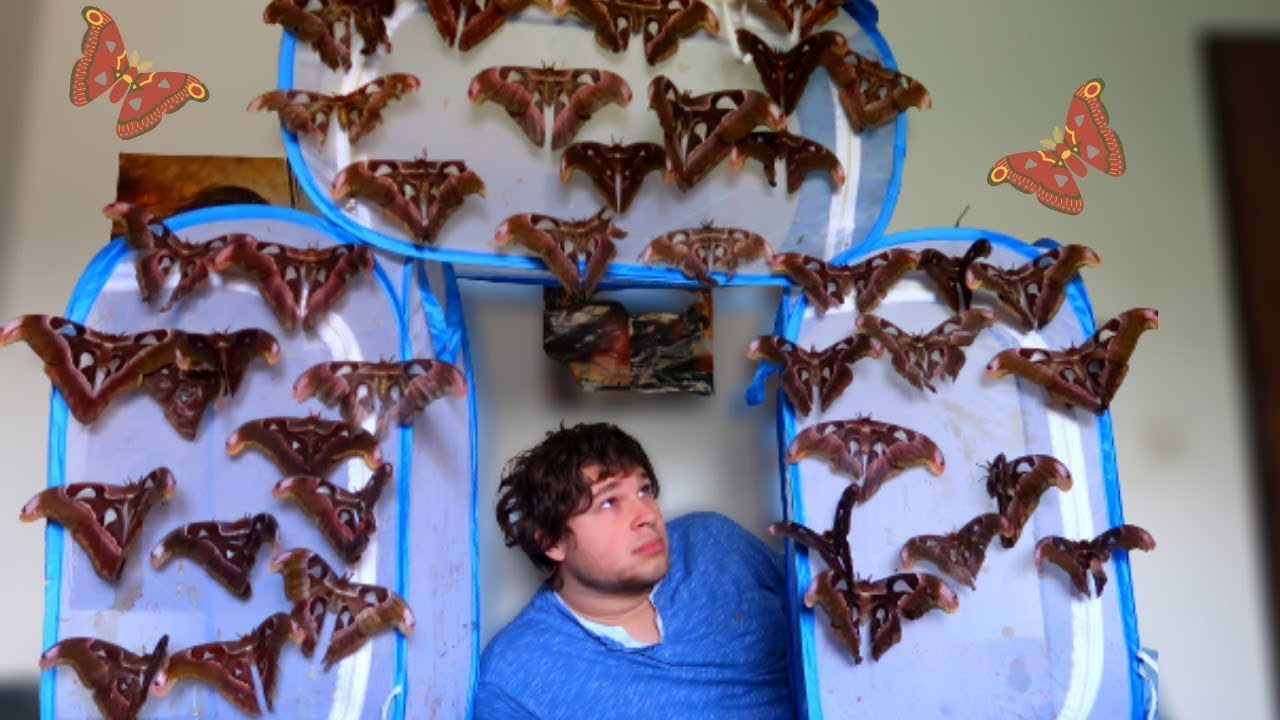 Помогите! Рой мотыльков! Гигантские атласские мотыльки! [Attacus lorquinii]
