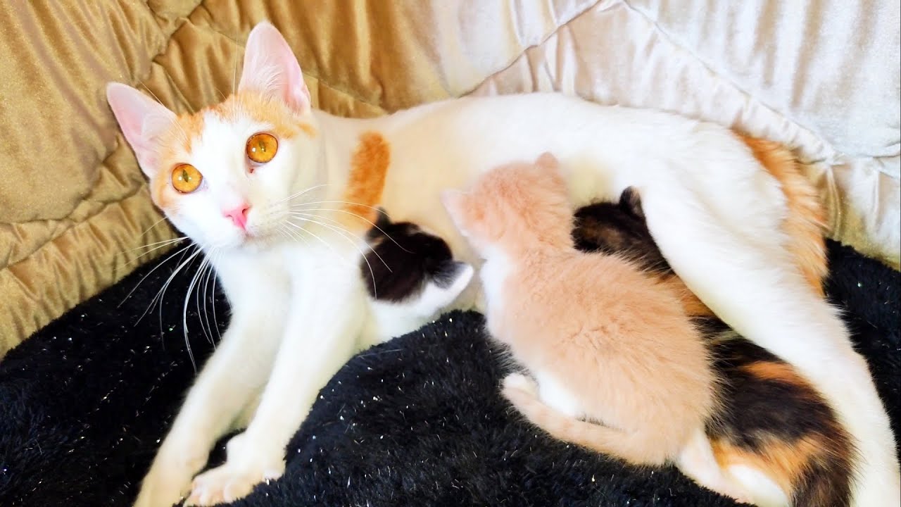 Mama Cat thanks me for giving to her kittens new Gift