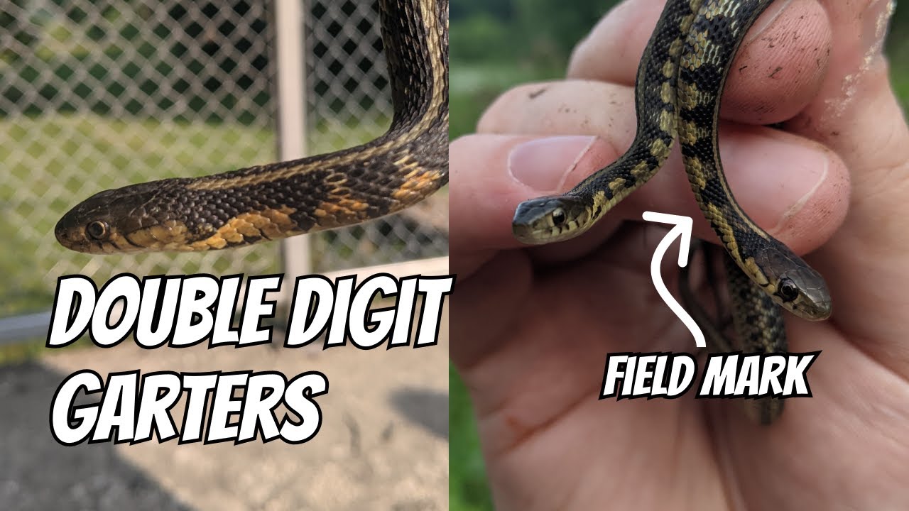 EPIC 10 GARTER SNAKES!: Awesome day finding Chicago Garter Snakes  | Field Herping Illinois