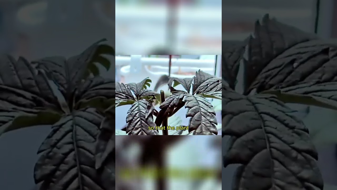 Cannabis Topping: Profi-Tipps f&uuml;r fette Ernte!