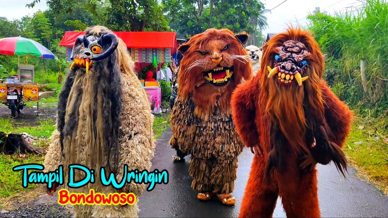 Can Macanan Singo Raung Cilik Di undang Acara HAFLATUL IMTIHAN Tampil Di WRINGIN Bondowoso