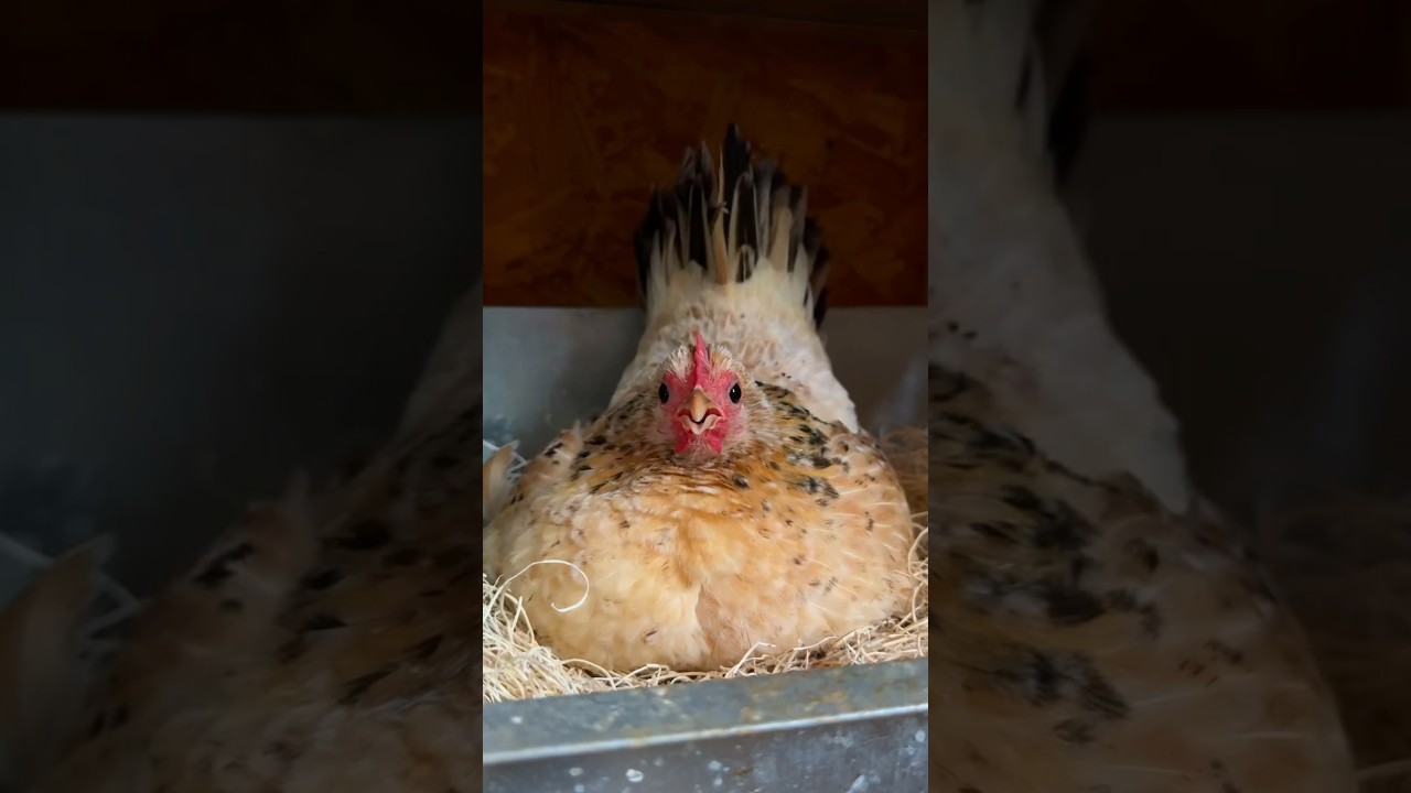 Злая наседка🐣🤣