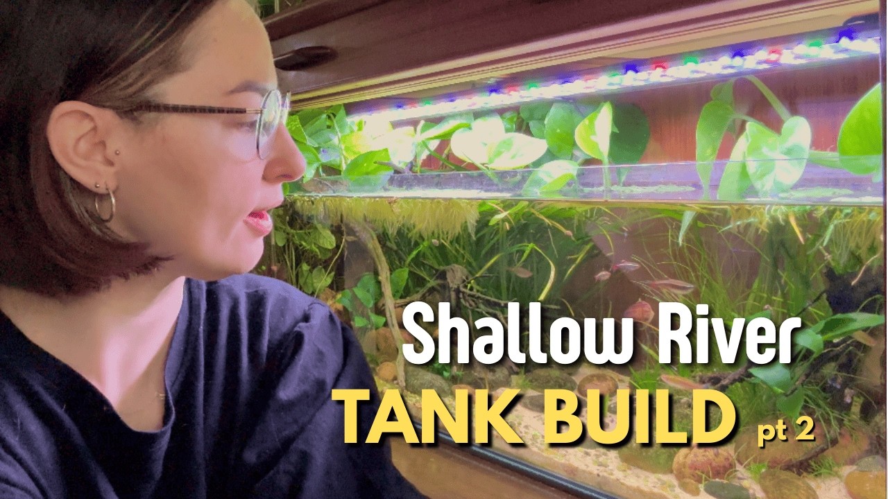 Building a Shallow River Tank | Hardscape, Plants, Fish & 3 Month Update