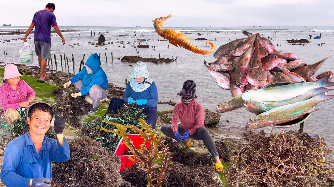 Nghề Trồng Rong Sụn Biển Ninh Thuận | Cá Bùng Binh 40k/kg Chợ Lạc Sơn Cà Ná