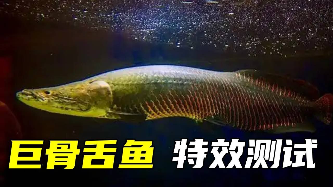 巨骨舌鱼究竟长多大才能有这种击杀特效，今天咱们就来测试一下，快来一起看看吧【鲁伟学长】