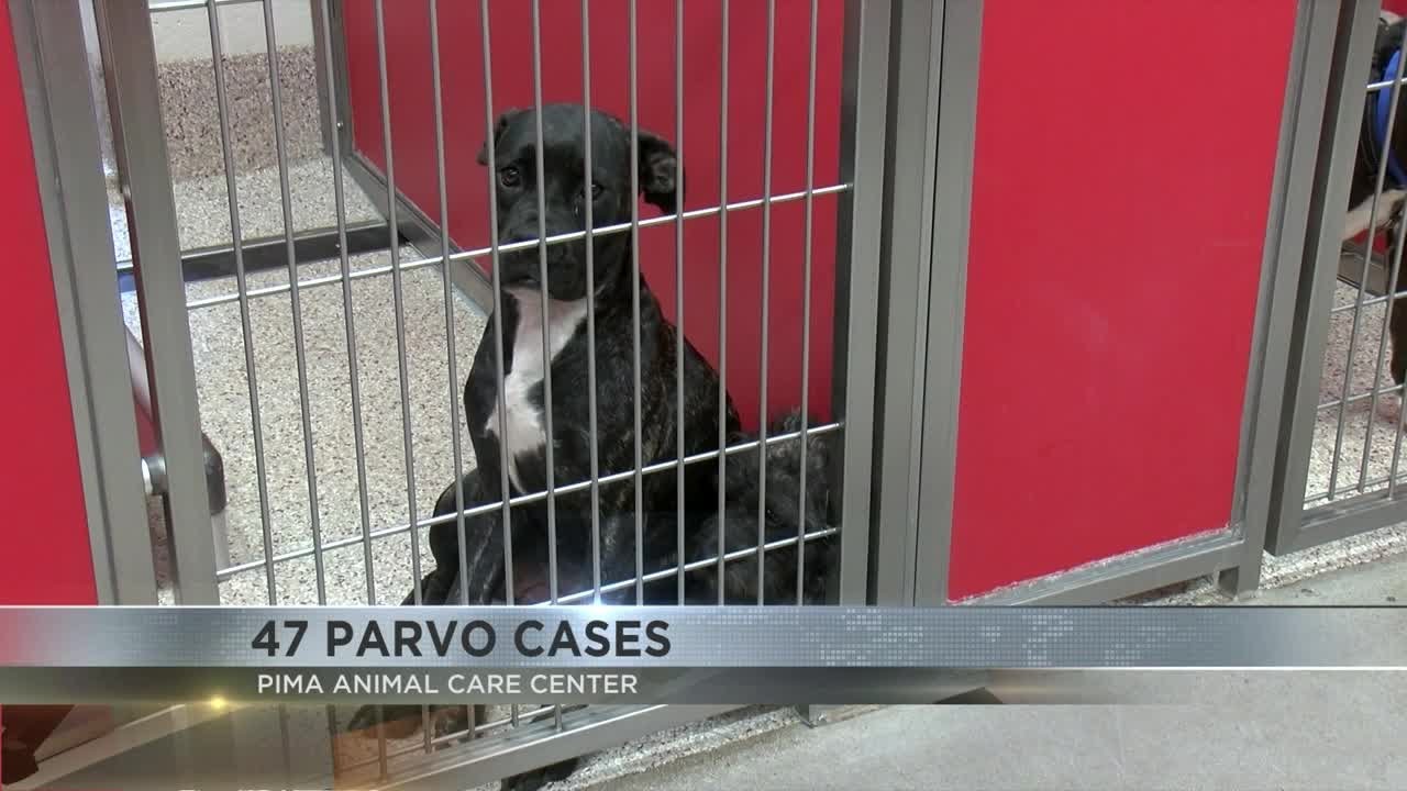 Litter of puppies dies at PACC after 47 cases of parvovirus observed at the shelter