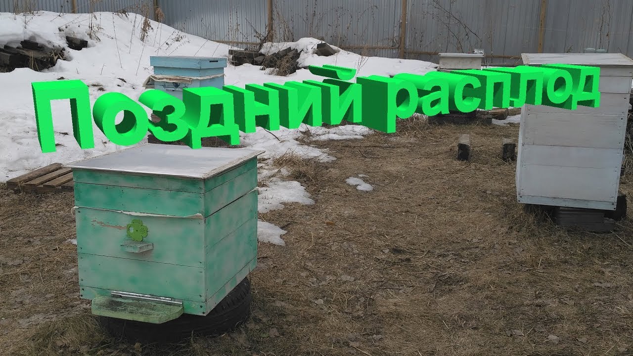 Профессор Кашковский про поздний расплод осенью