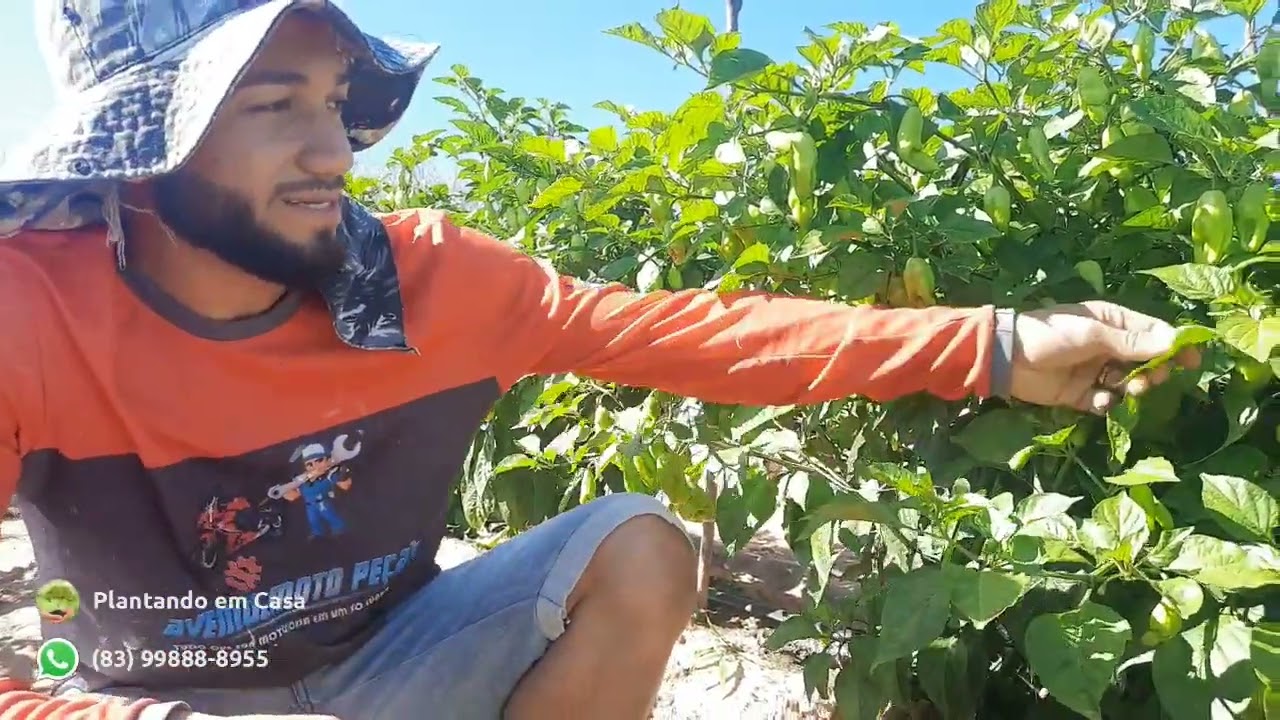 # pimenta de cheiro #plantação #roça #lavoura