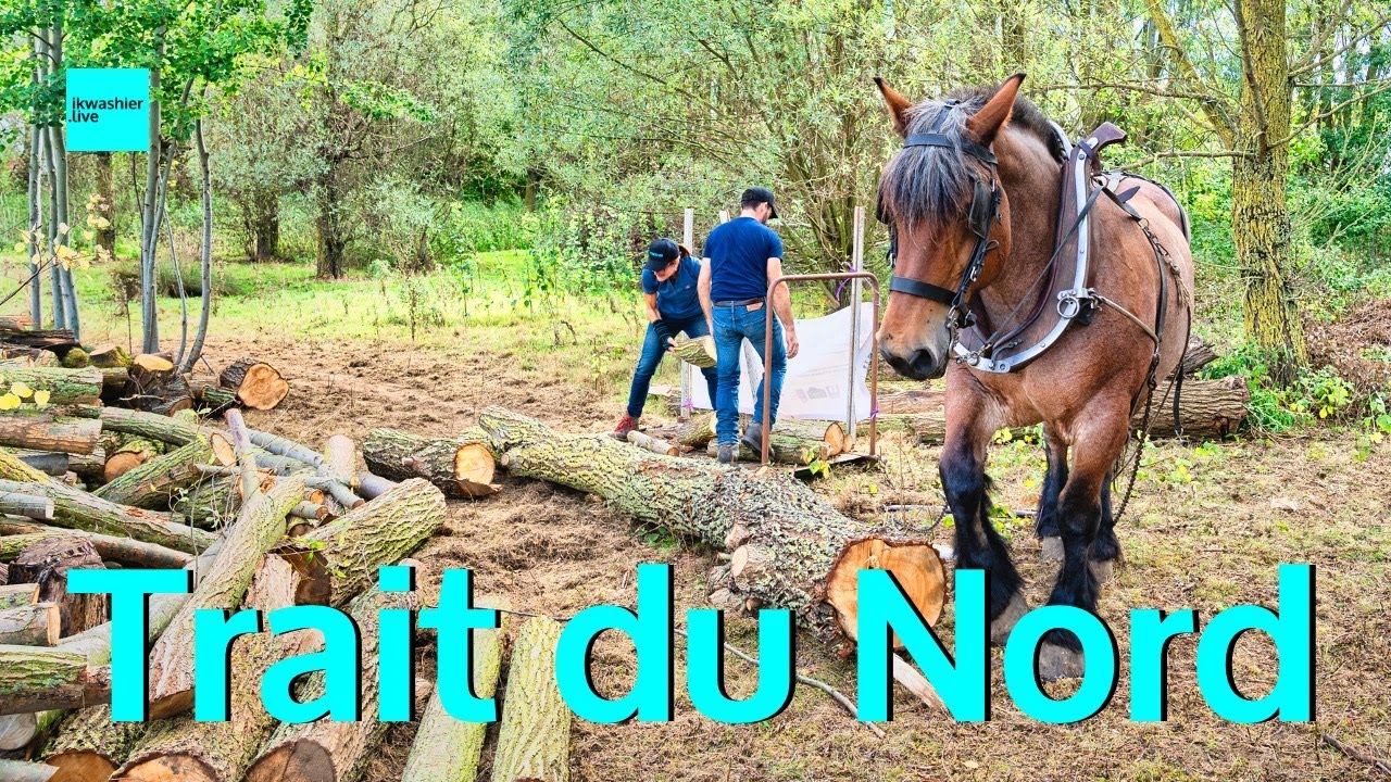 Le cheval Trait du Nord: un travailleur calme, puissant et polyvalent @ Semaine Digitale du Cheval