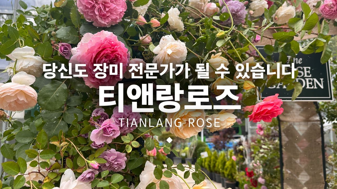 당신도 장미 전문가가 될 수 있습니다.